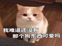 北京宠约科技有限公司