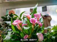 北京宠约科技有限公司