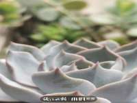 北京宠约科技有限公司