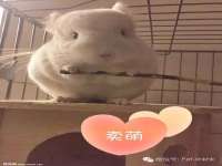 北京宠约科技有限公司
